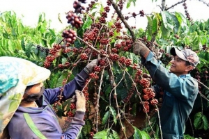 Giá cà phê hôm nay 12/7: Lao dốc hơn 3.000 đồng/kg sau phiên tăng sốc