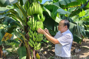 Chuẩn hóa sản xuất, nâng tầm thương hiệu chuối Phú Thọ