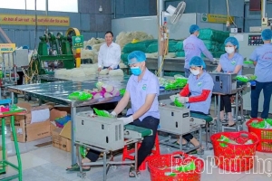 Phú Thọ nâng cao chất lượng sản phẩm OCOP gắn với bảo vệ môi trường