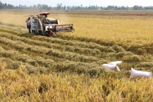 Giá lúa gạo hôm nay 13/7: Giao dịch trầm lắng, gạo xuất khẩu giữ giá