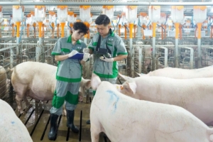 Giá heo hơi hôm nay 15/7: Tăng tại một số địa phương