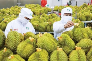 Chuyển đổi số mở đường cho quản lý vùng trồng hiện đại