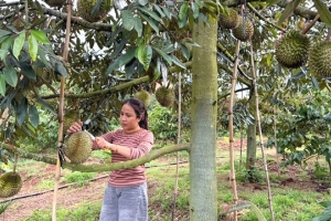 Đắk Lắk: Phát triển bền vững thương hiệu sầu riêng, mở rộng thị trường xuất khẩu