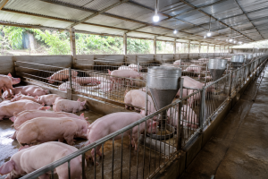 Giá heo hơi hôm nay 17/7: Duy trì ổn định