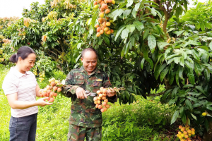 Bắc Ninh: Doanh thu từ vải thiều và dịch vụ phụ trợ đạt hơn 9.000 tỷ đồng