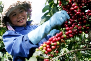 Giá cà phê hôm nay 18/7: Giảm sâu, mất mốc 98.000 đồng/kg