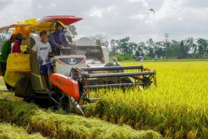 Giá lúa gạo hôm nay 18/7: Lúa tươi tăng mạnh tới 500 đồng/kg, gạo xuất khẩu giữ giá