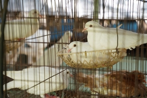 Khai thác lợi thế địa phương, tạo sức bật cho du lịch phía Đông Lâm Đồng
