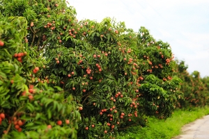 Triển khai Hệ thống truy xuất nguồn gốc nông sản trên phạm vi cả nước