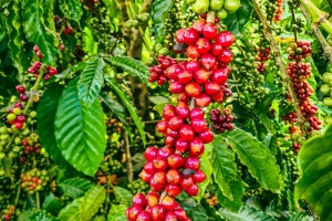 Giá cà phê hôm nay 27/7: Giảm gần 2.000 đồng/kg sau một tuần