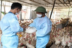 Phú Thọ: Xảy ra 19 ổ dịch truyền nhiễm nguy hiểm trong chăn nuôi