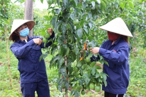 Lâm Đồng: Nâng cao năng lực quản trị, thúc đẩy sản xuất, tiết kiệm nguồn lực cho hợp tác xã nông nghiệp