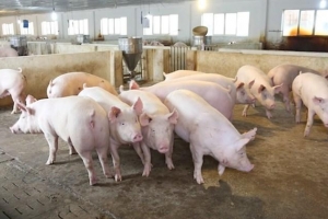 Giá heo hơi hôm nay 30/7: Giảm về đáy 60.000 đồng/kg