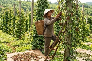 Giá tiêu hôm nay 20/7: Đồng loạt giảm, lùi về 137.000 đồng/kg