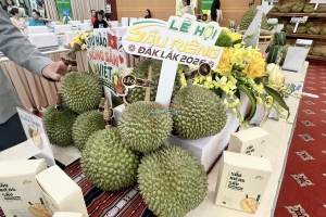 Chính thức giới thiệu “Lễ hội Sầu riêng Đắk Lắk - Kết nối vươn xa”