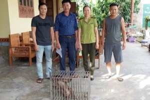 Quảng Trị: Tiếp nhận và cứu hộ cá thể khỉ mặt đỏ quý hiếm