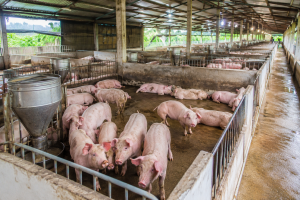 Giá heo hơi hôm nay 22/7: Cao nhất 67.000 đồng/kg