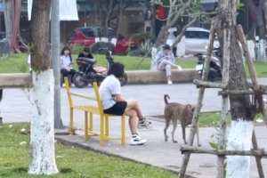 Đà Nẵng: Phường Ngũ Hành Sơn lập tổ bắt giữ chó, mèo thả rông