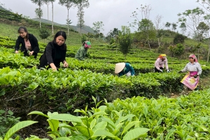 Lào Cai tăng cường quản lý mã số vùng trồng, cơ sở đóng gói nhằm bảo vệ uy tín nông sản xuất khẩu