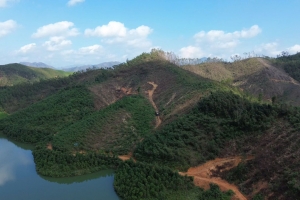 Quảng Ninh vượt kế hoạch trồng rừng