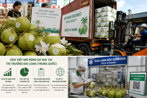 Từ lợi thế nguồn cung đến cuộc đua chất lượng: Dừa Việt tìm dư địa tăng trưởng tại Đài Loan (Trung Quốc)
