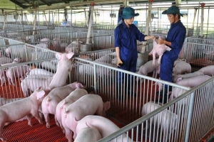 Giá heo hơi hôm nay 24/7: Cao nhất 66.000 đồng/kg