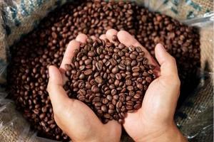 Giá cà phê hôm nay 30/7: Tăng vọt, áp sát 99.000 đồng/kg