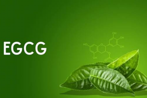 Tác dụng của trà xanh đối với sức khỏe gan