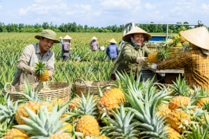 Dứa Đồng Tháp tăng giá mạnh sau thời gian dài trầm lắng