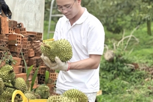 Đắk Lắk: Phát động chiến dịch truyền thông số quảng bá Lễ hội thương hiệu Sầu riêng năm 2026