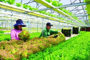 Lâm Đồng lan tỏa mô hình nông nghiệp hữu cơ, hướng tới nền nông nghiệp xanh, bền vững