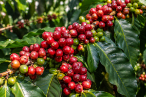 Giá cà phê hôm nay 29/7: Tăng sát mốc 97.000 đồng/kg