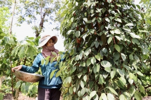 Giá tiêu hôm nay 24/8: Đi ngang