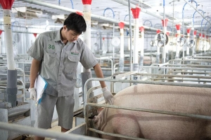 Giá heo hơi hôm nay 1/8: Miền Bắc giảm tiếp, thị trường chịu áp lực