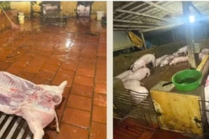 Hà Nội: Xử lý 2 cơ sở giết mổ lợn trái phép, buộc chuyển hàng chục con đến điểm giết mổ tập trung