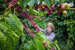 Giá cà phê hôm nay 16/8: Robusta giảm hơn 100 USD/tấn