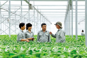 Tổ hợp tác bước vào giai đoạn chuẩn hóa: Minh bạch hơn để tiếp cận nhiều chính sách hỗ trợ