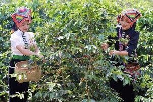 Sơn La chuẩn bị Lễ hội Cà phê 2026 với chủ đề “Arabica Sơn La - Vươn tầm thế giới”