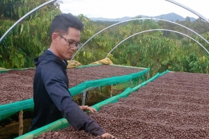Giá cà phê hôm nay 3/8: Tăng gần 1.000 đồng/kg