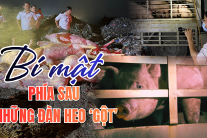 Những người giữ an toàn cho bữa ăn của 14 triệu dân TP.HCM - Kỳ cuối: Heo "gột", heo "quay đầu" và những khoảng trống trước bữa ăn của người dân