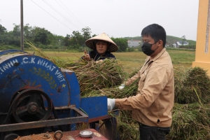 Gieo cấy lúa Mùa ở Quảng Ninh đạt 53% kế hoạch năm 2026