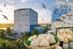 Đồng Tháp siết truy xuất nguồn gốc, nâng chuẩn thương hiệu yến sào