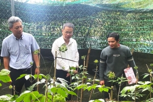 Đà Nẵng: Triển khai dự án trồng sâm Ngọc Linh hơn 12.000 tỷ đồng