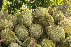 Dự báo xuất khẩu sầu riêng vượt 4 tỷ USD