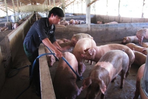 Giá heo hơi hôm nay 24/8: Nhiều nơi trở lại mốc 58.000 đồng/kg