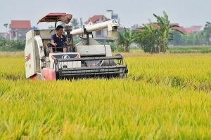 Mở cửa thị trường xuất khẩu gạo: Cần xóa rào cản để doanh nghiệp mới có cơ hội cạnh tranh