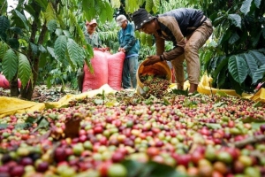 Giá cà phê hôm nay 23/8: Robusta rơi dưới 3.600 USD/tấn