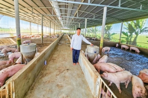 Giá heo hơi hôm nay 30/8: Miền Bắc tiếp tục giảm