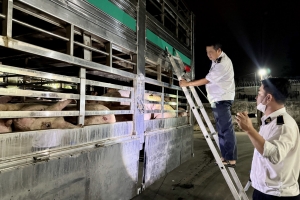 Chuyển hồ sơ sang Công an điều tra vụ chủ trại heo bị phát hiện sử dụng chất cấm