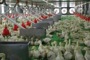 Kỹ thuật chăm sóc, nuôi dưỡng vịt thương phẩm đạt hiệu quả cao